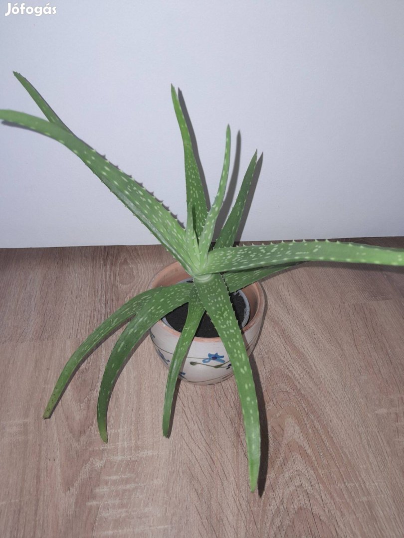 Aloe vera eladó