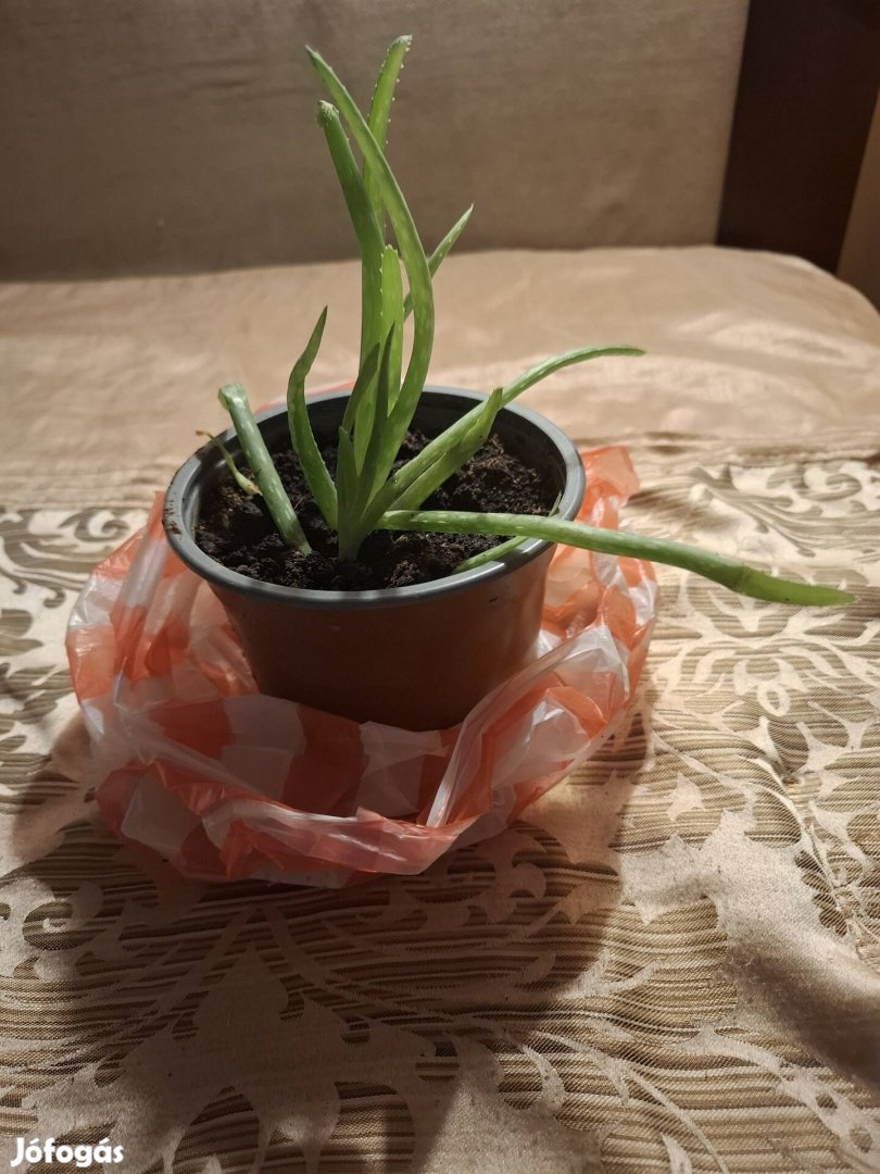 Aloe vera eladó 