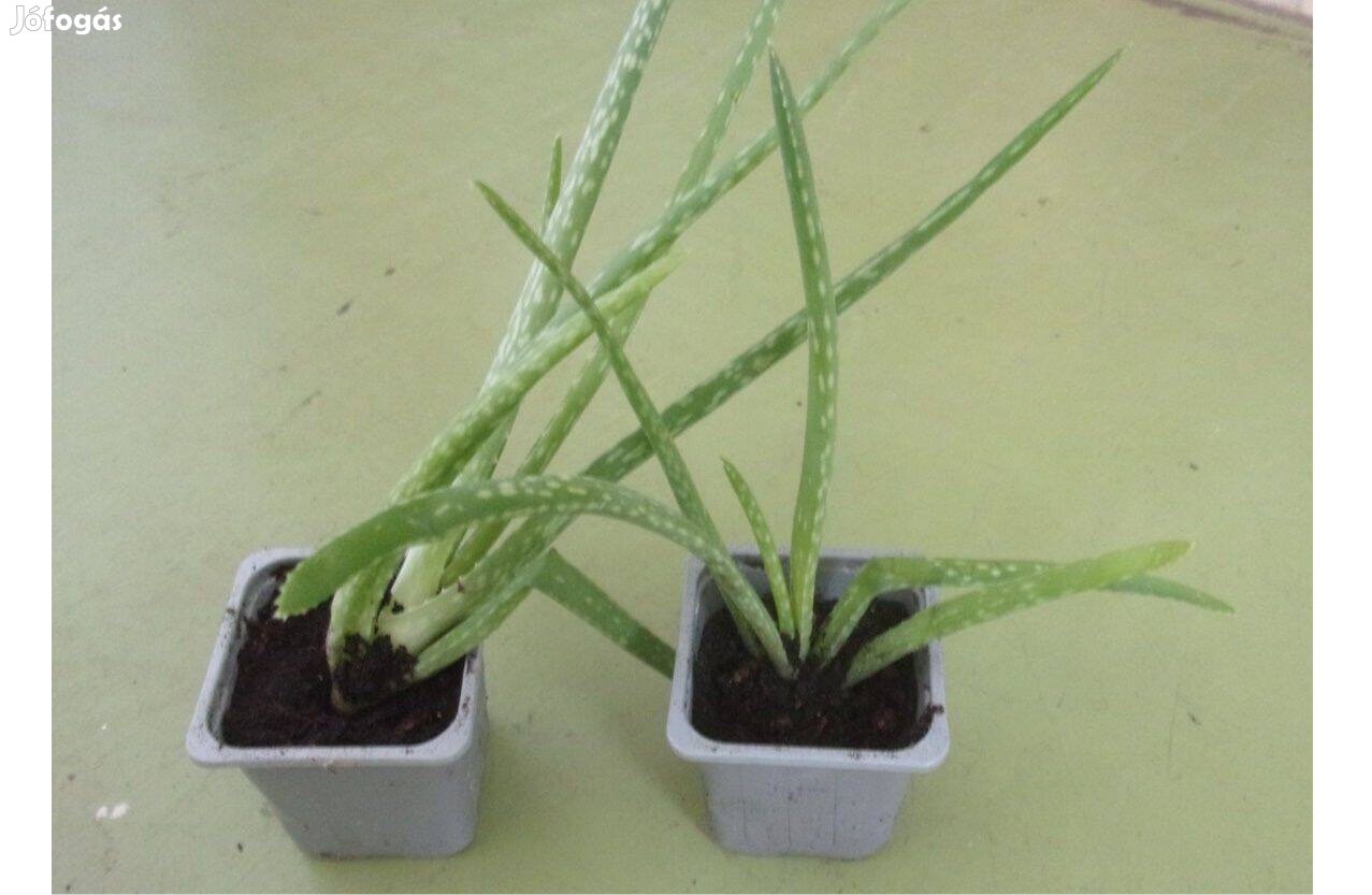 Aloe vera és gasteria Újpest központ közelében