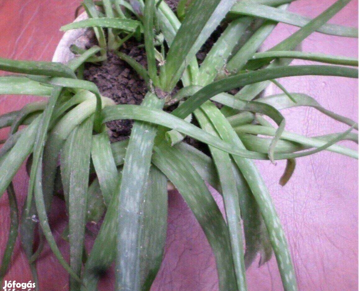 Aloe vera kaktusz