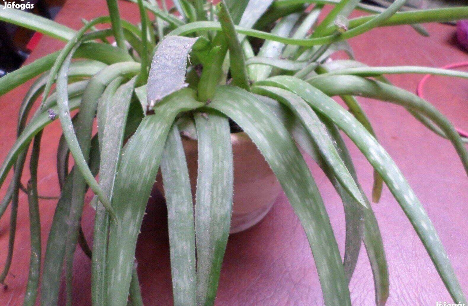 Aloe vera kaktusz szobanövény