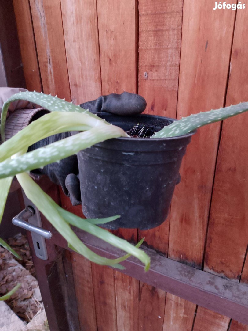 Aloe vera növendékek