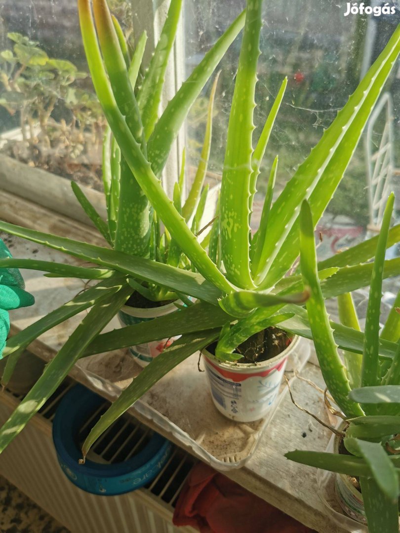 Aloe vera növény