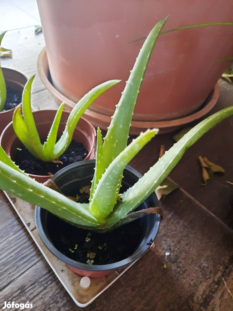 Aloe vera növény