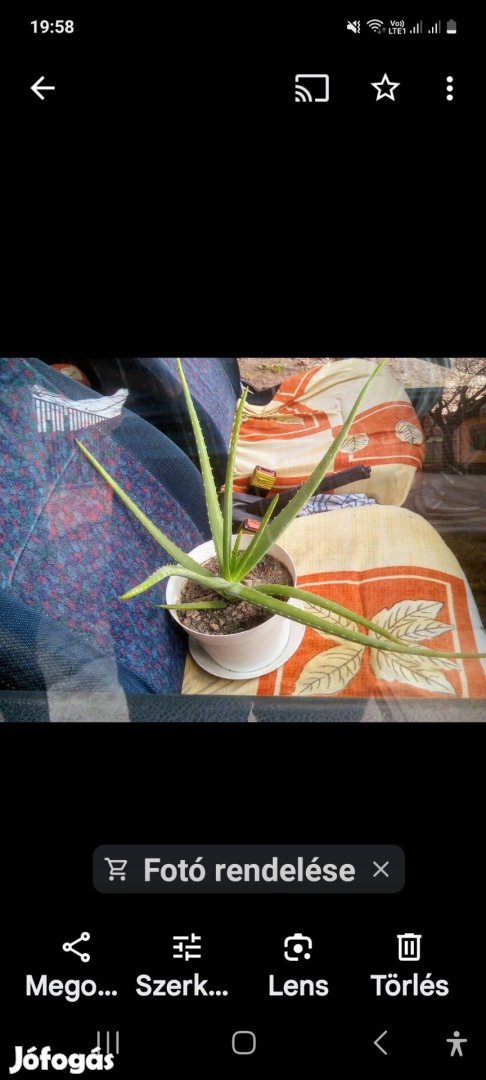Aloe vera növény  Békéscsabán