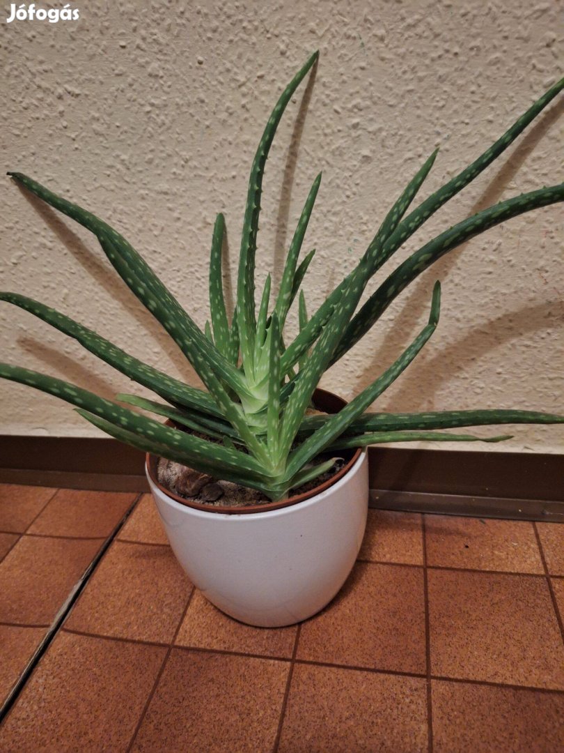 Aloe vera növény eladó