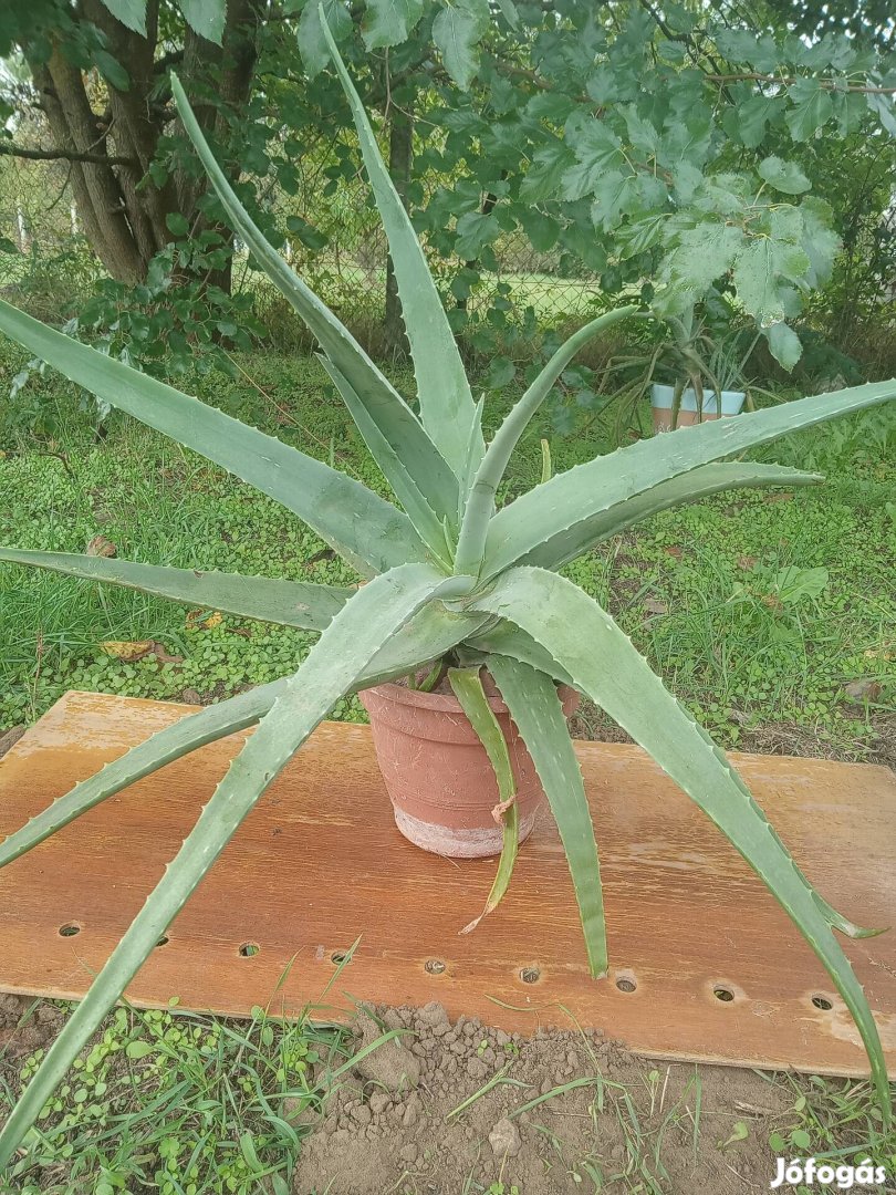 Aloe vera orvosi