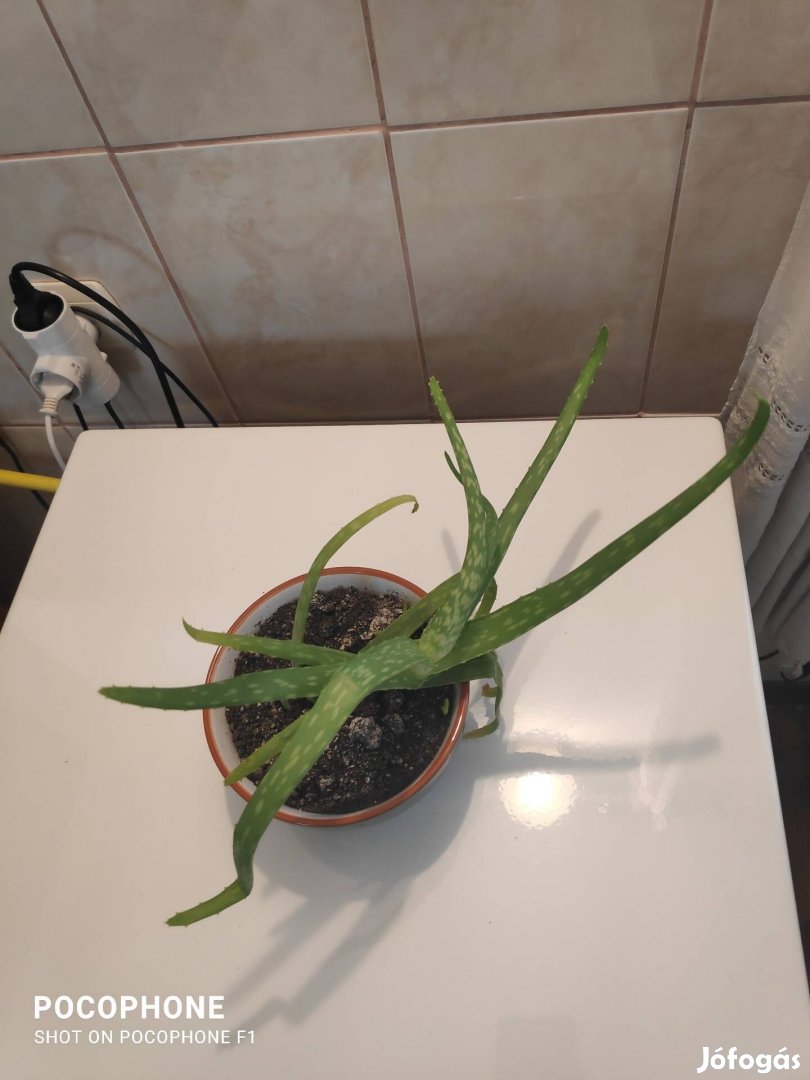 Aloe vera szobai növény!