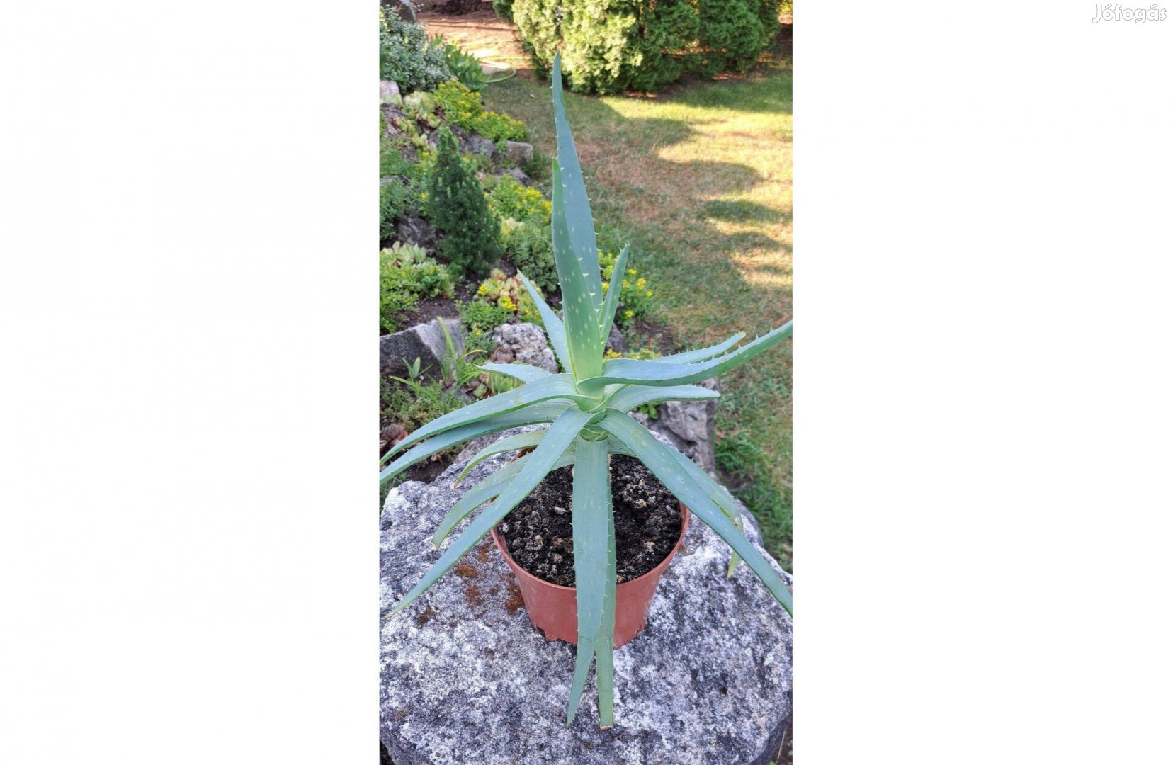 Aloe vera szobanövény (kisebb +nagyobb) +ajándék