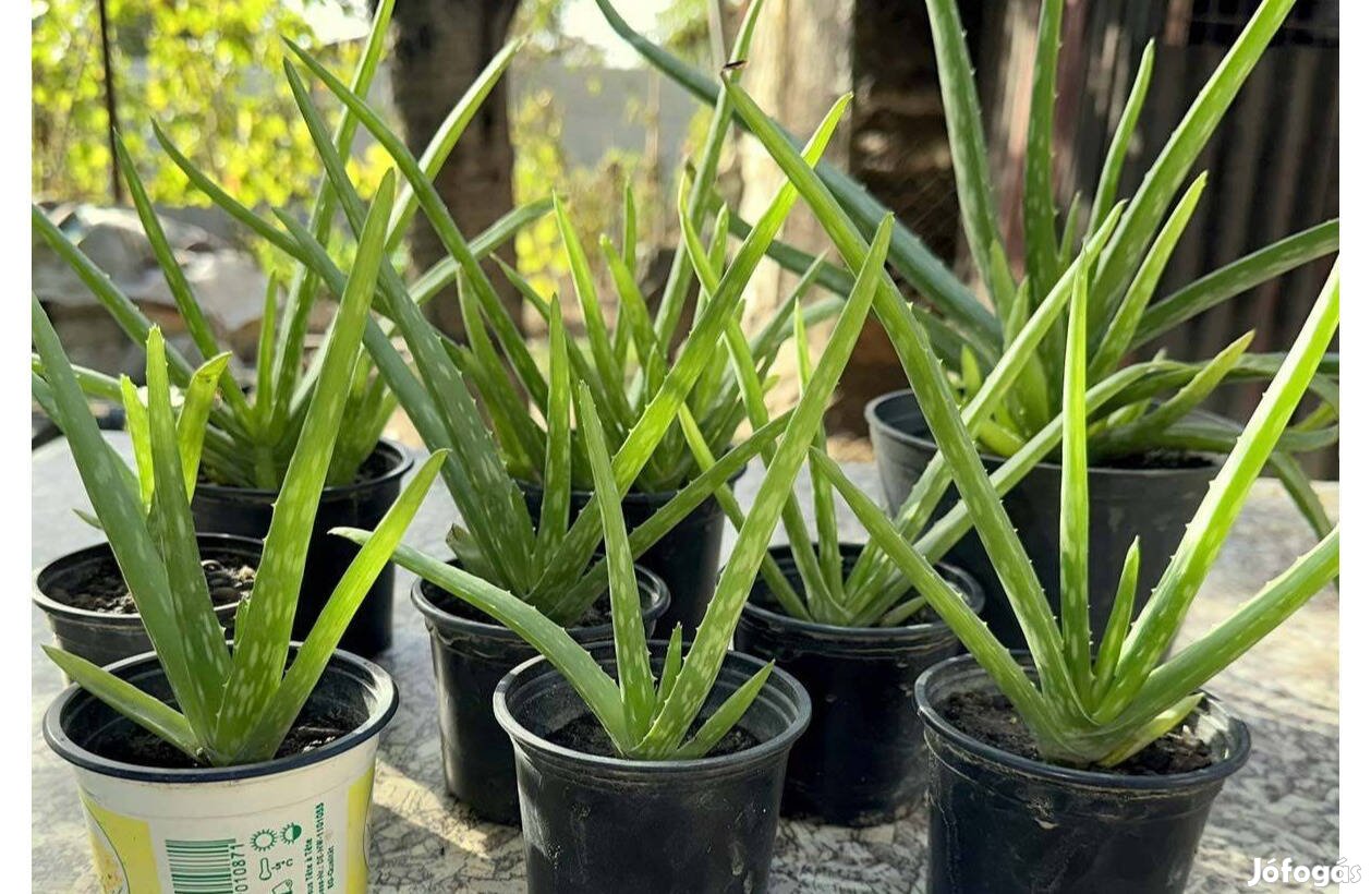 Aloe vera szobanövény kaktusz gyógynövény pozsgás szoba növény