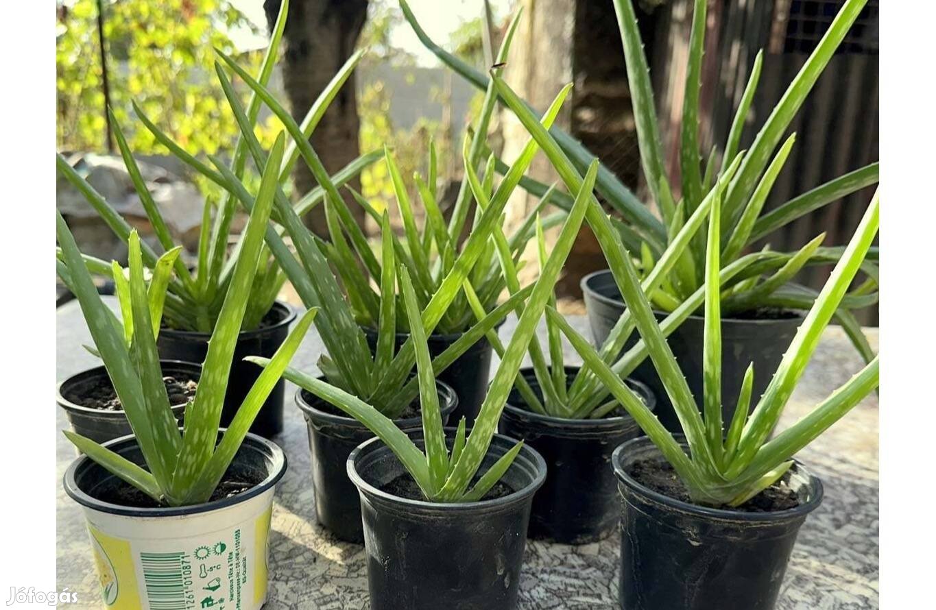 Aloe vera szobanövény kaktusz gyógynövény pozsgás szoba növény