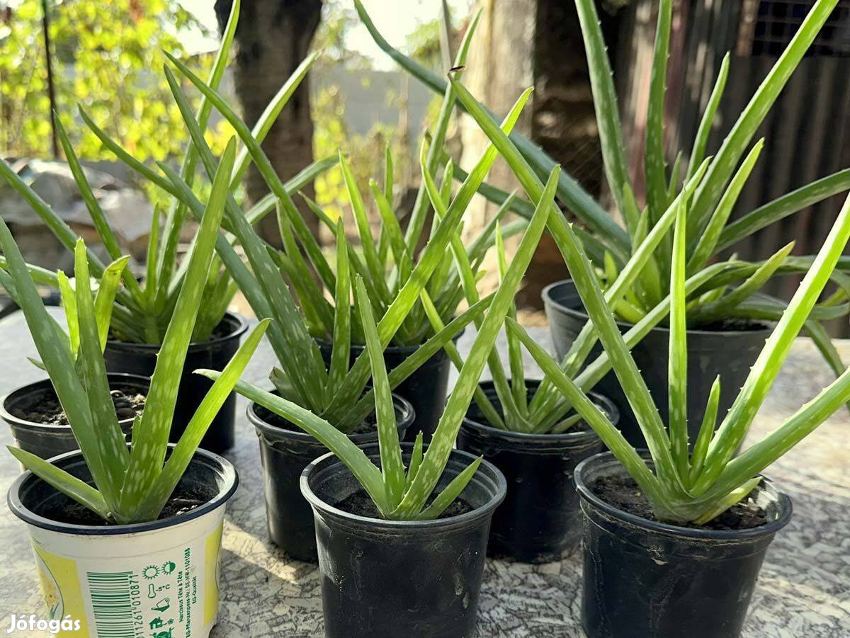 Aloe vera szobanövény kaktusz gyógynövény pozsgás szoba növény