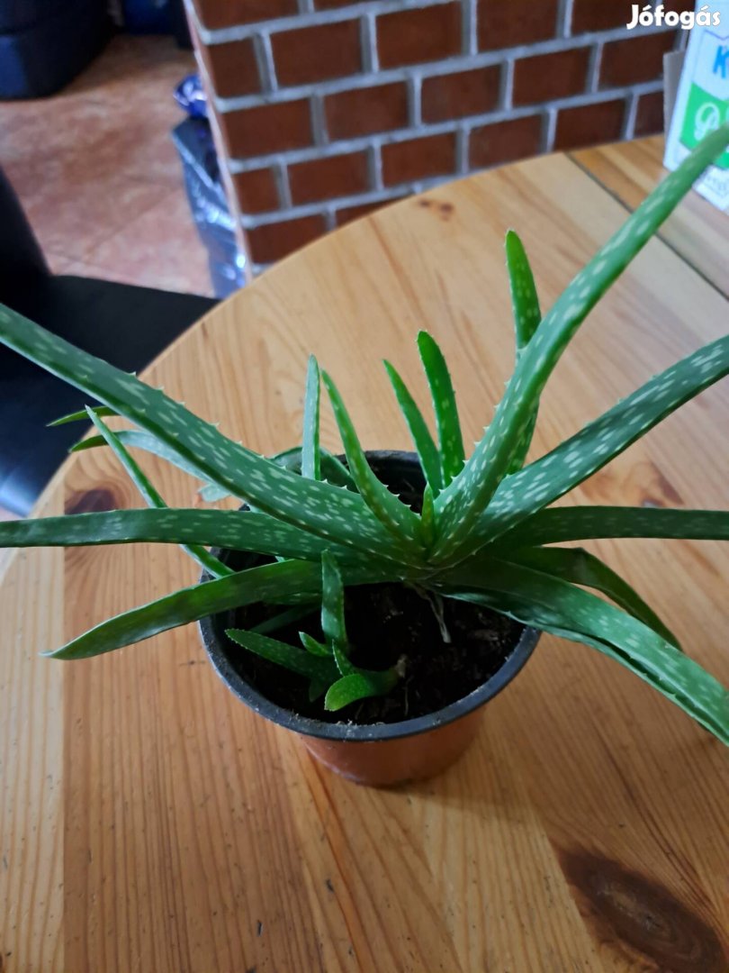 Aloevera gyogynoveny