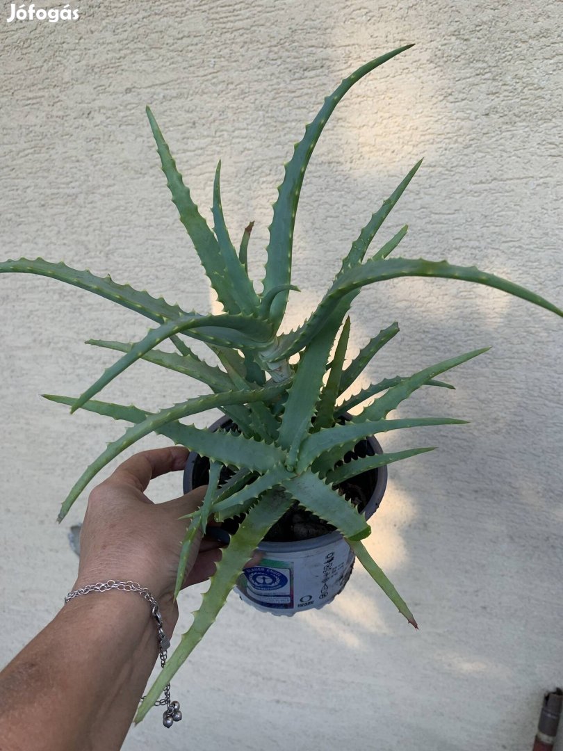 Aloevera gyógynövény Aloe Vera