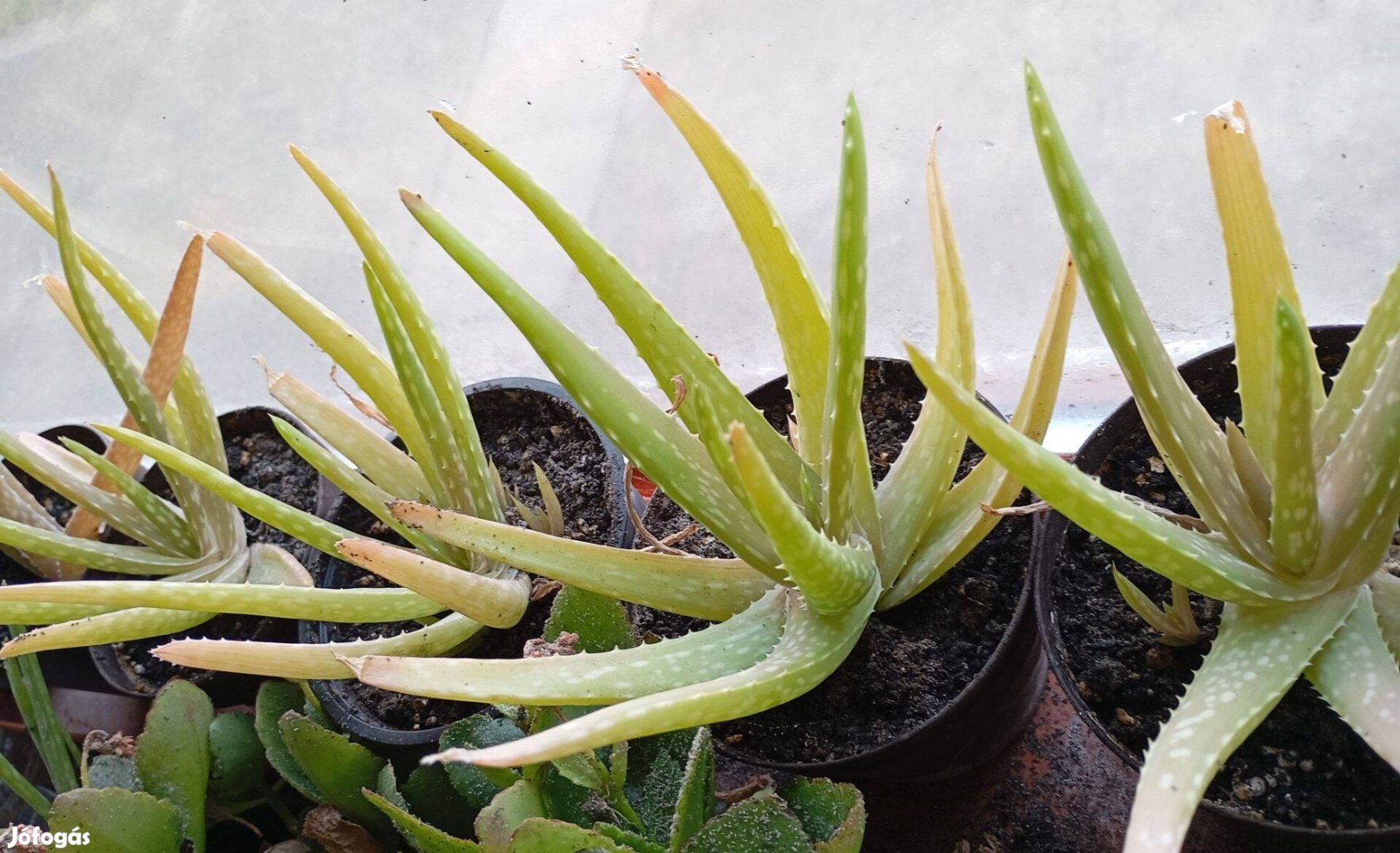 Aloevera palánta ~10-15 cm, cserépben teleltetett, szaporítható