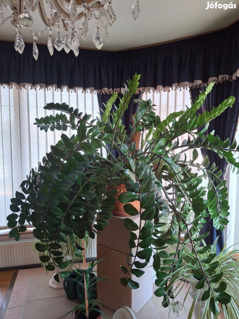 Álomszép Zamioculcas eladó