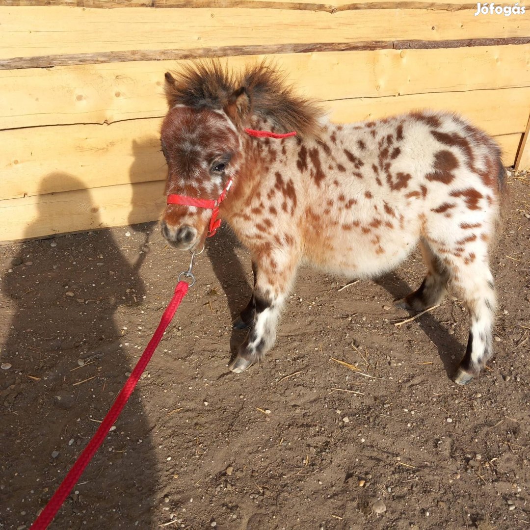 Álomszép pettyes mini póni lovacska elvihető!