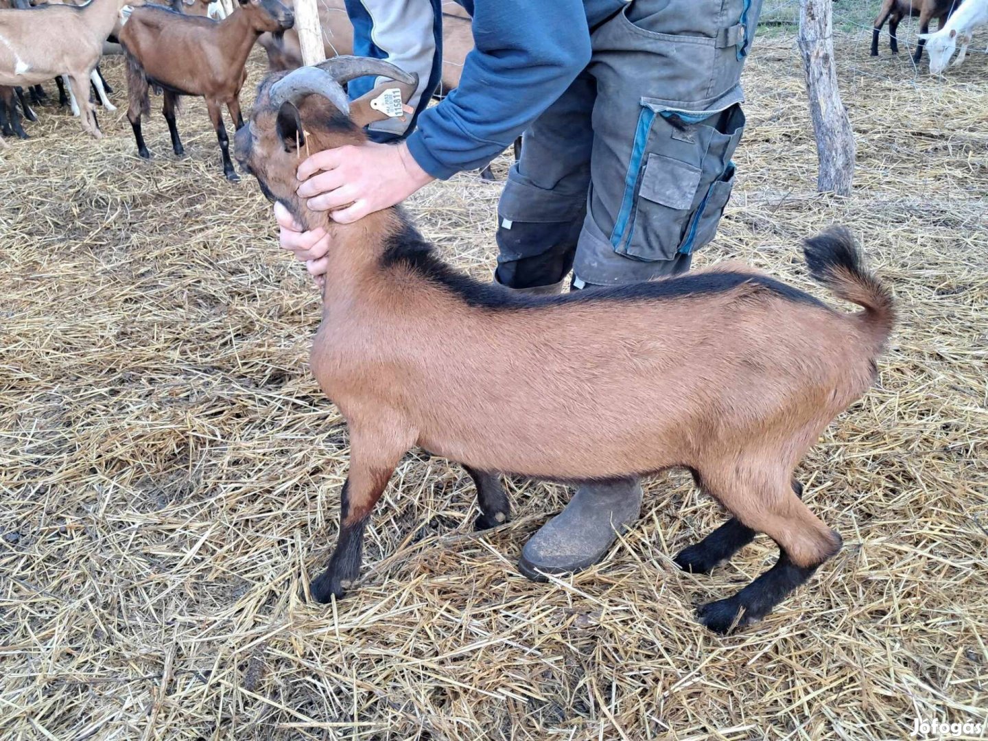 Alpesi bak kecske eladó