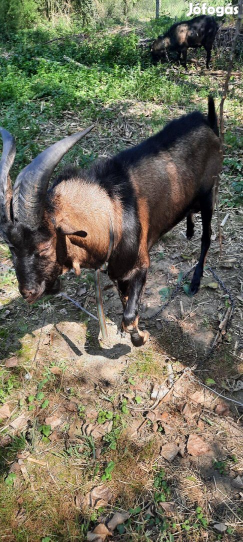 Alpesi jellegű buga, másfél éves kecske 49900