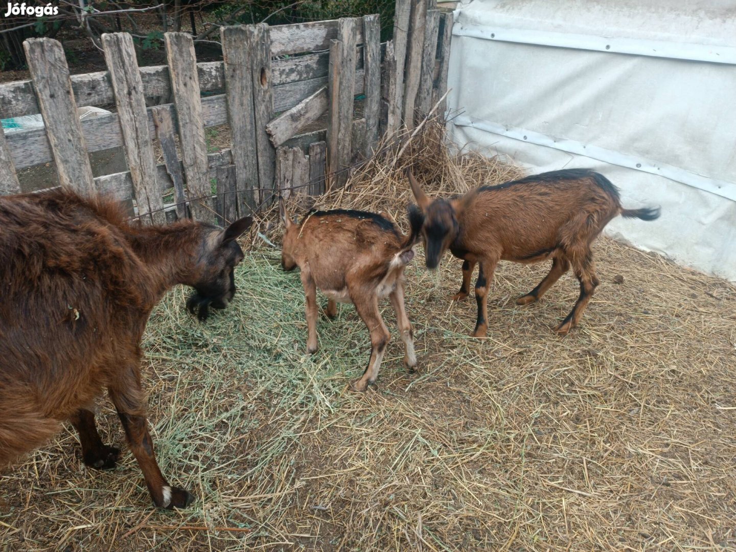 Alpesi jellegű jerkék és egy anya eladó 