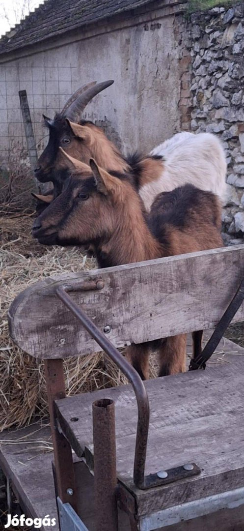 Alpesi kecskecsalád eladó!