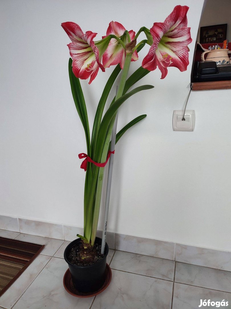 Amarilisz (amarylis) virág, 98cm magas