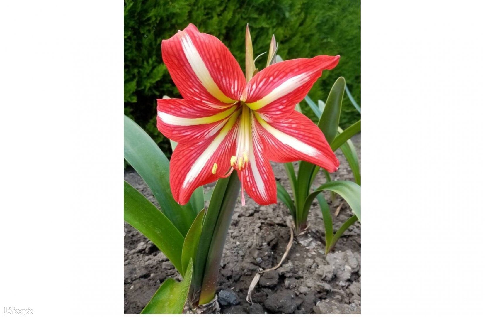 Amarílisz virág hagymák