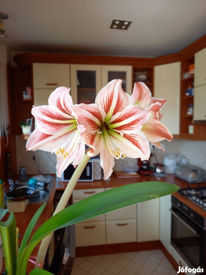 Amarillisz (amaryllis) virág hagymája eladó