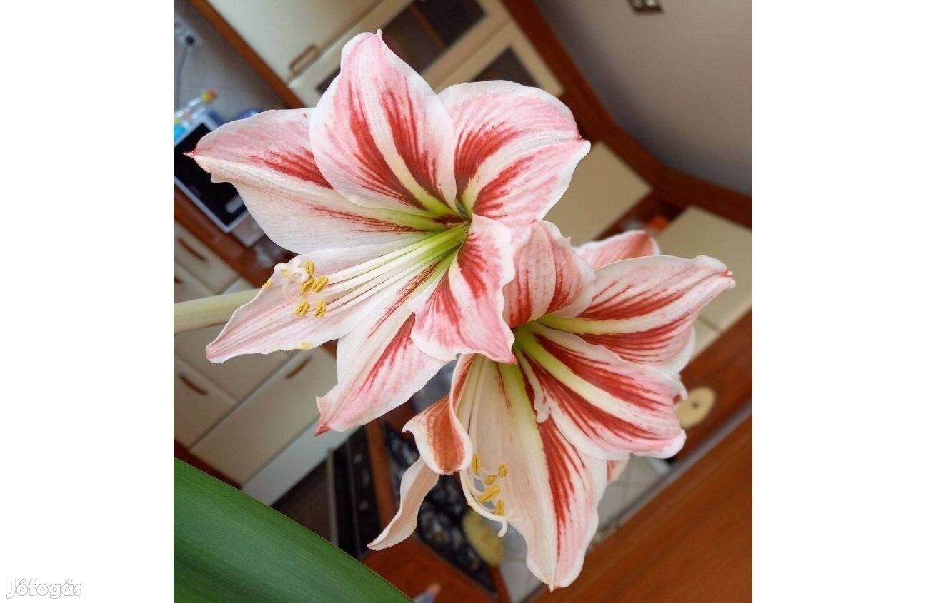 Amarillisz (amaryllis) virág hagymája eladó