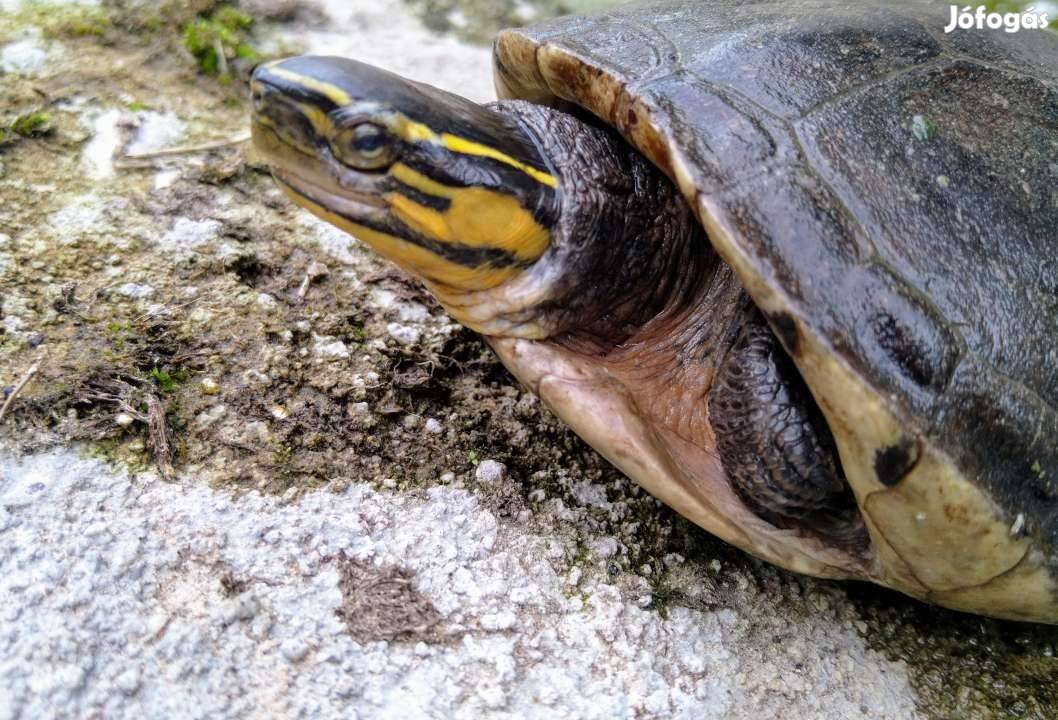 Amboni szelenceteknős nőstény