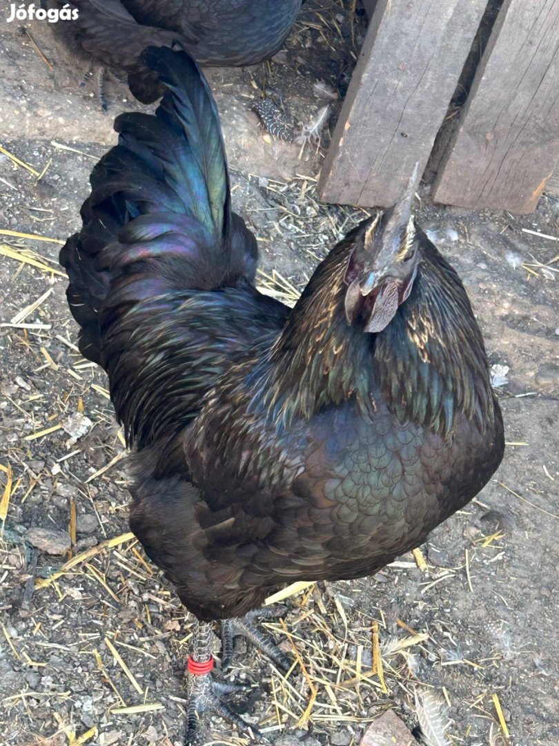 Ameraucana Black