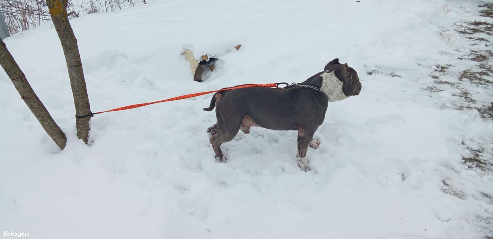 American Bully Fedez