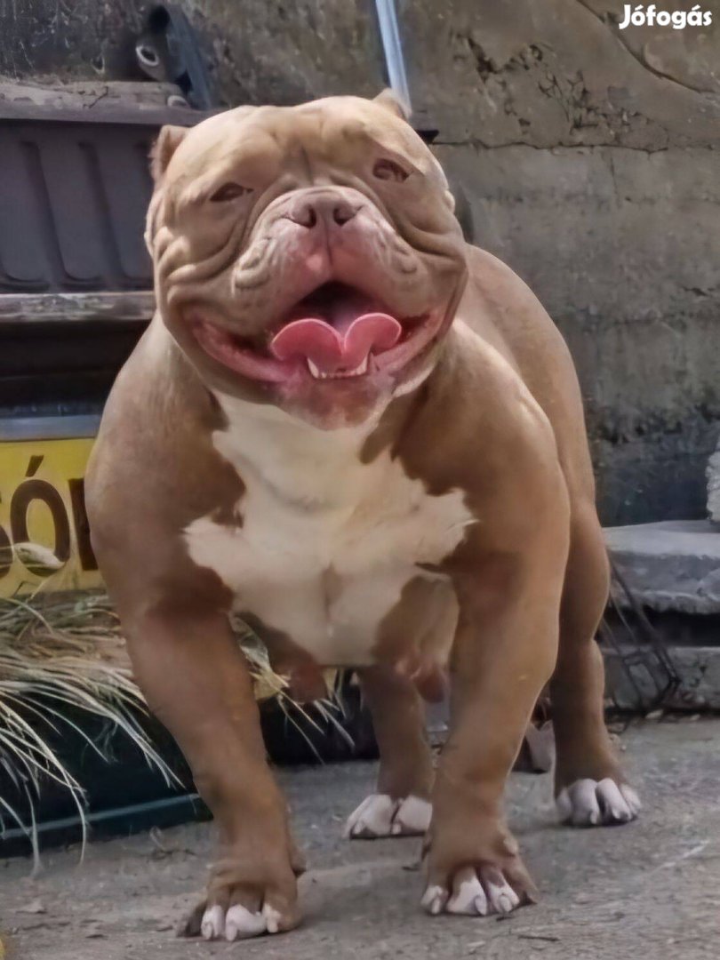 American Bully Micro felnőtt fajtatiszta tenyésszuka