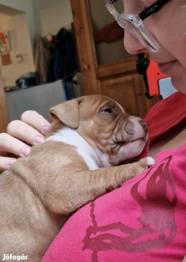 American Bully fajtatiszta pocket kölyök