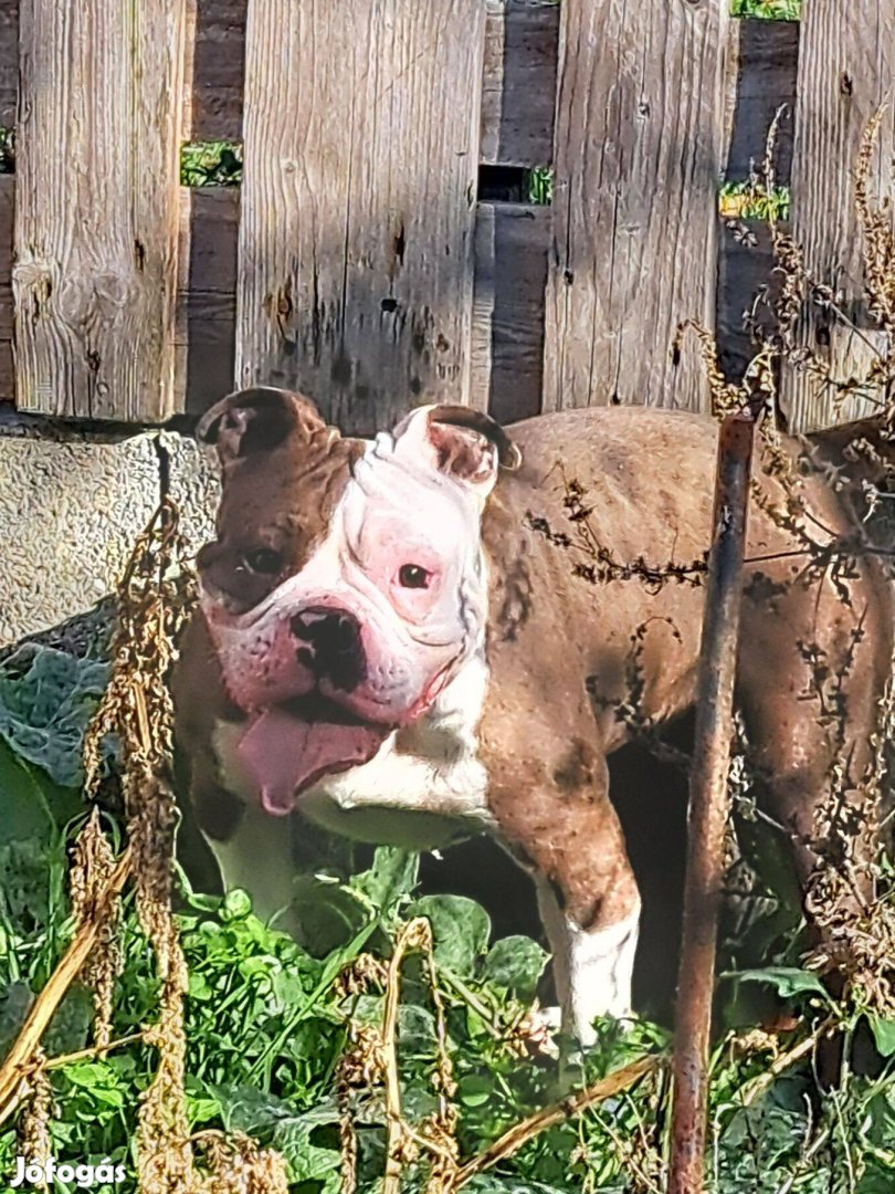 American bully fajtatiszta jellegű