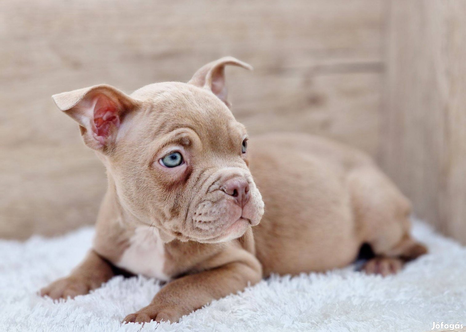 American bully kisfiú