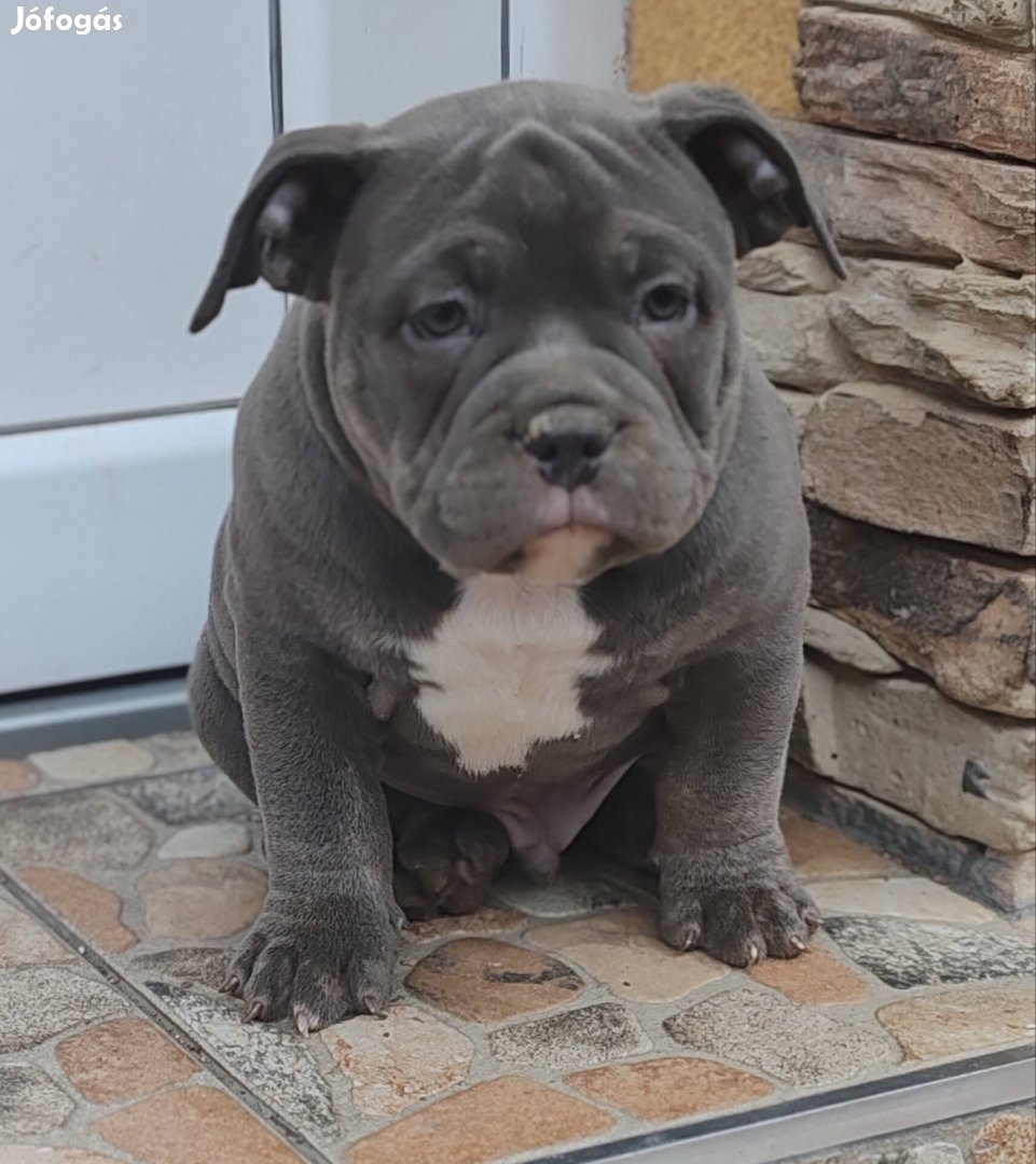 American bully kiskutyák ingyenesen elvihetők 