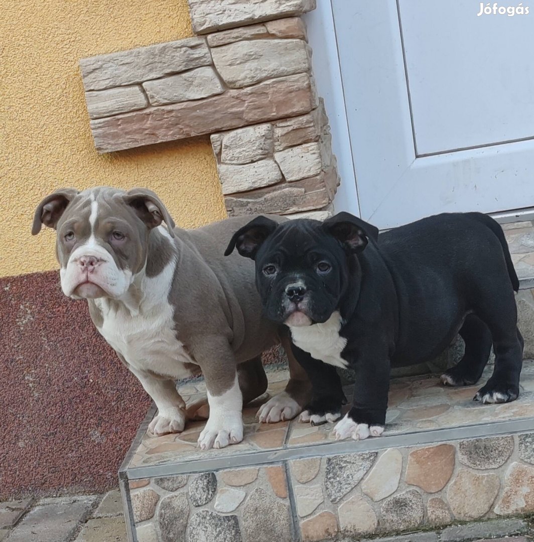 American bully kiskutyák ingyenesen elvihetők 