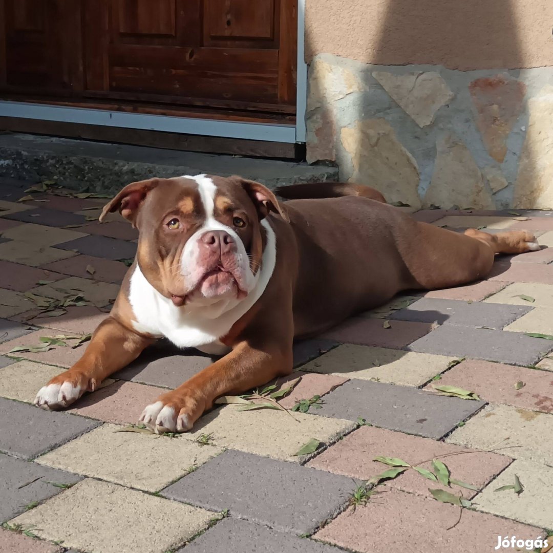 American bully kislány