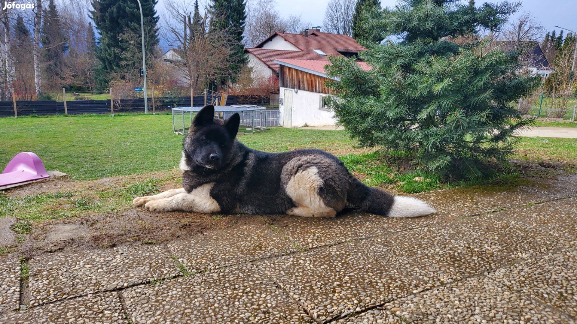 Amerikai Akita kan fedez