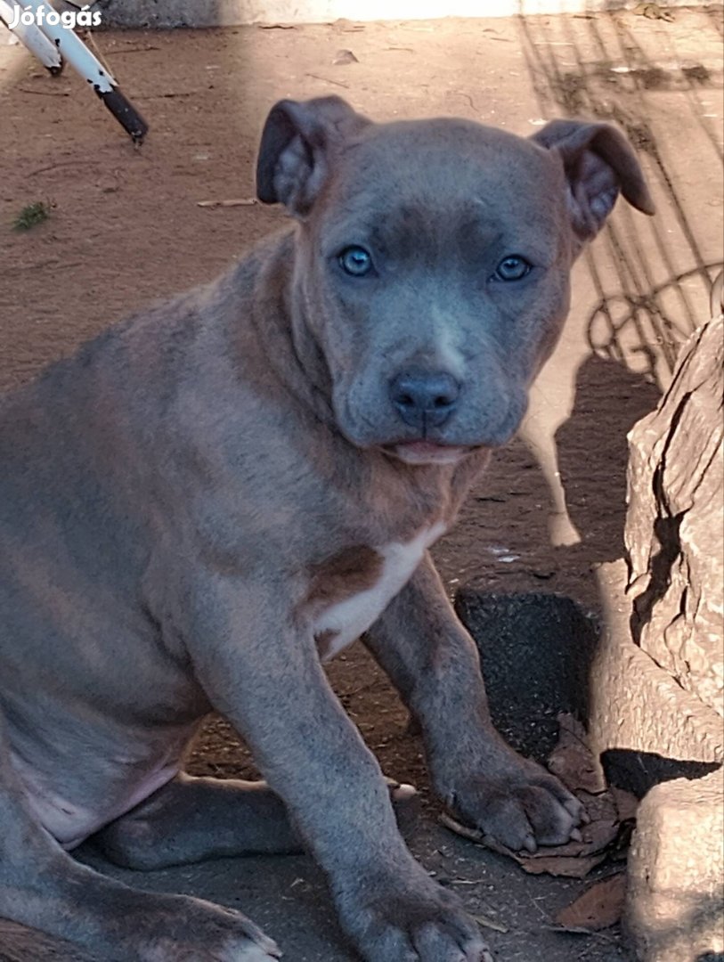 Amerikai Staffordshire Terrier jellegü kiskutya ingyen elvihetö