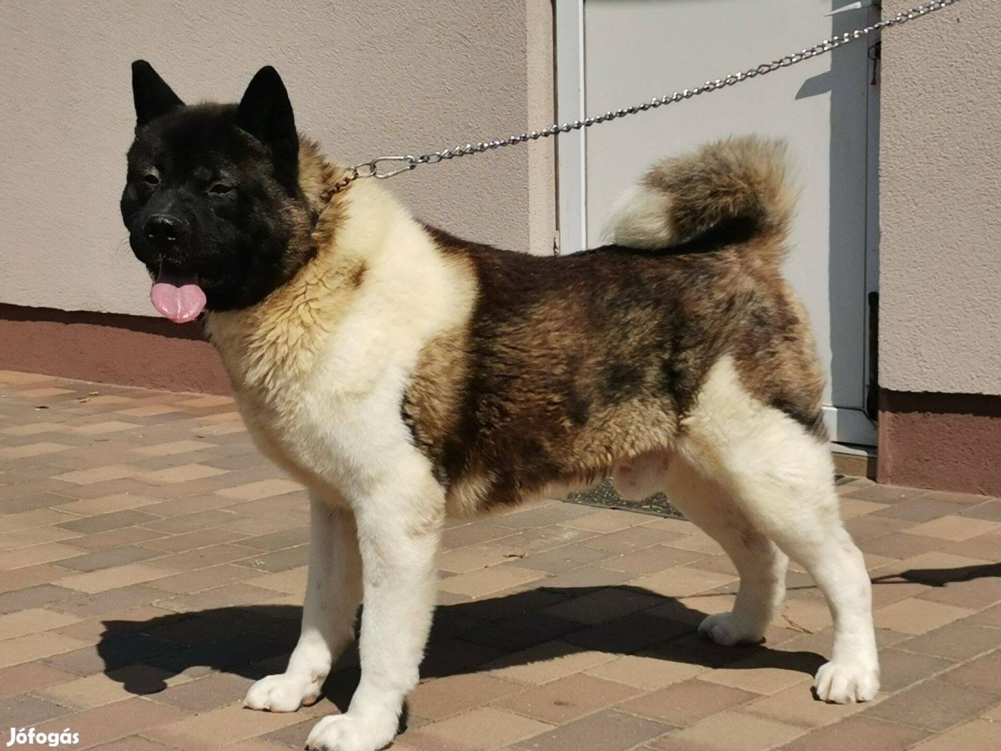 Amerikai akita
