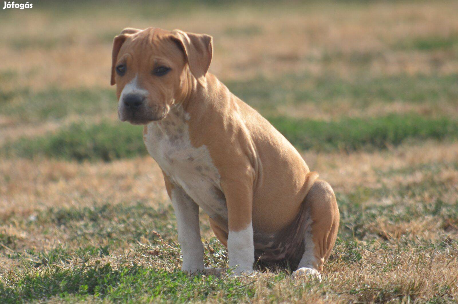 Amerikai staffordshire terrier fajtatiszta jellegű kölykök Eladóak!