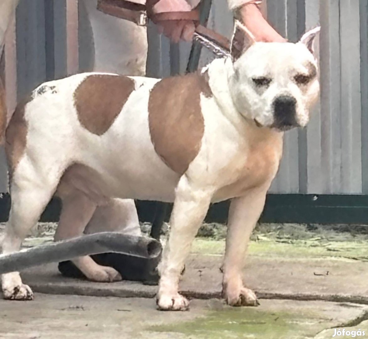 Amerikai staffordshire terrier fajtatiszta jellegű kutya