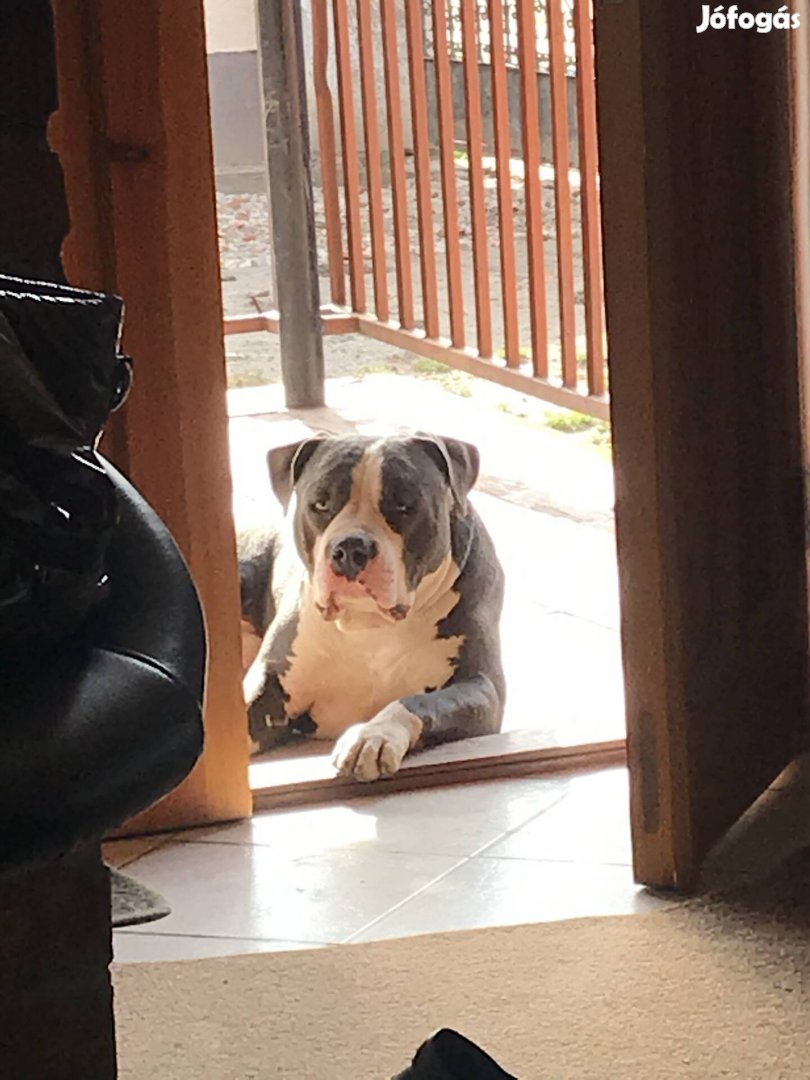 Amerikai staffordshire terrier jellegű kan