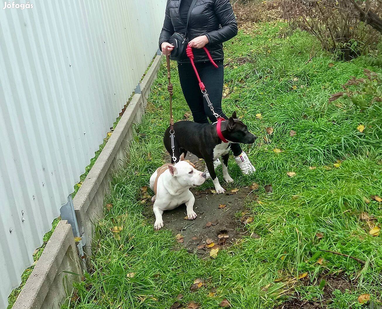 Amerikai staffordshire terrier törzskönyvel ingyen