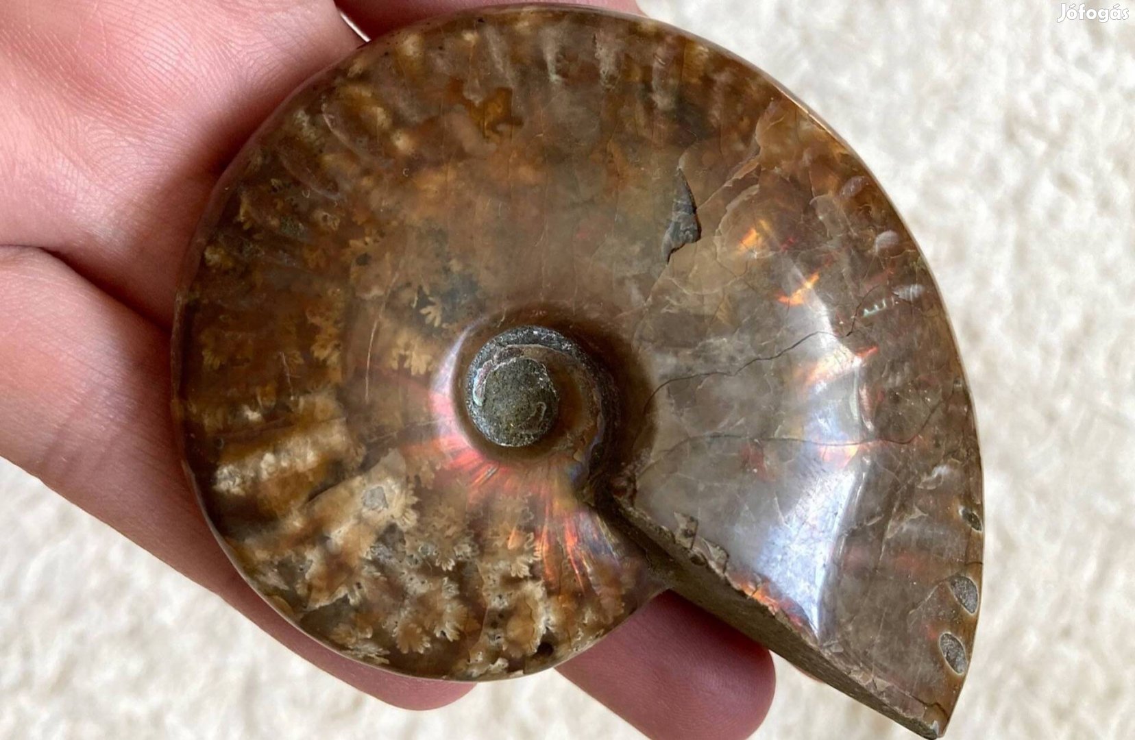 Ammonitesz csodaszép őskövület 93gr
