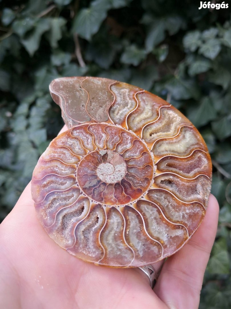 Ammonitesz fosszília, őskövület 