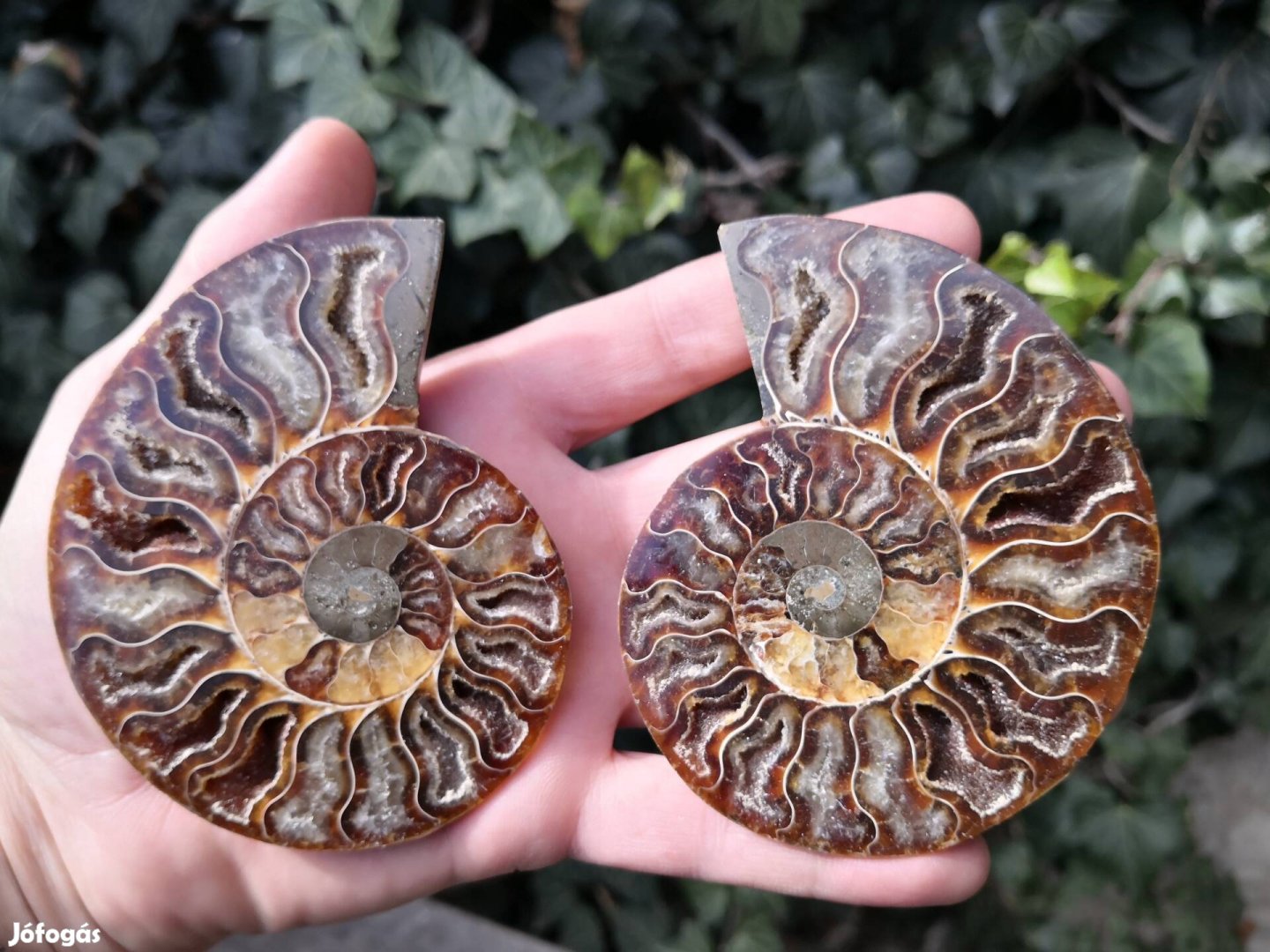 Ammonitesz fosszília pár, őskövület 