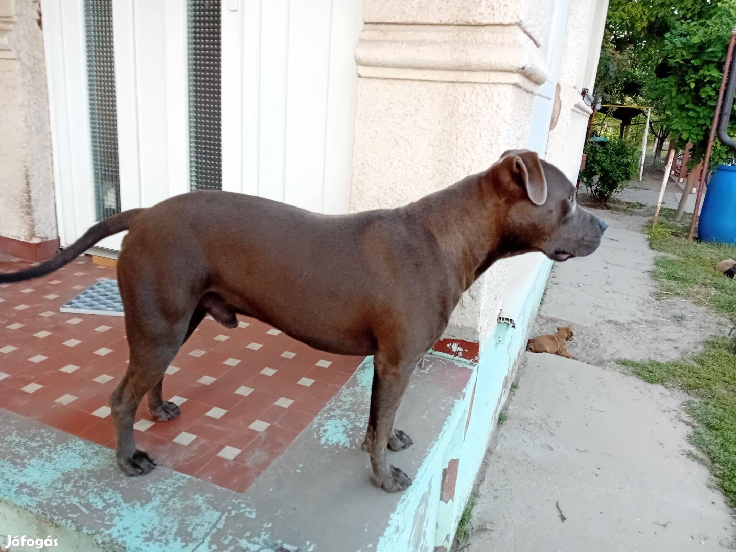 Amstaff Amerikai Staffordshire Terrier "jellegű"